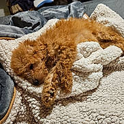 Nugget is registered to the contest to win money with this photo: dog, sleeping, blanket, bed, cozy, fur, brown_dog, curly_fur, nap, pet, indoor, rest, soft, cute, animal, relaxation, comfort, warm, fur_texture, paws