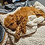 dog, sleeping, blanket, bed, cozy, fur, brown_dog, curly_fur, nap, pet, indoor, rest, soft, cute, animal, relaxation, comfort, warm, fur_texture, paws