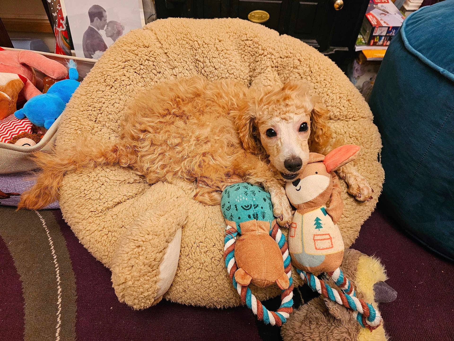 Nugget joined the competition — help win amazing prizes! dog, curly_hair, dog_bed, toy, rope_toy, plush_toy, indoor, carpet, furniture, stuffed_animal, pet, cozy, brown, tan, curled_up, relaxed, cute, animal, playful, home