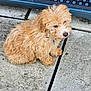 dog, puppy, curly_fur, small_dog, outdoor, stone_tiles, metal_grate, pet, fur, sitting, side_view, collar, pavement, cute, animal, companion, curious, fluffy, brown, closeup