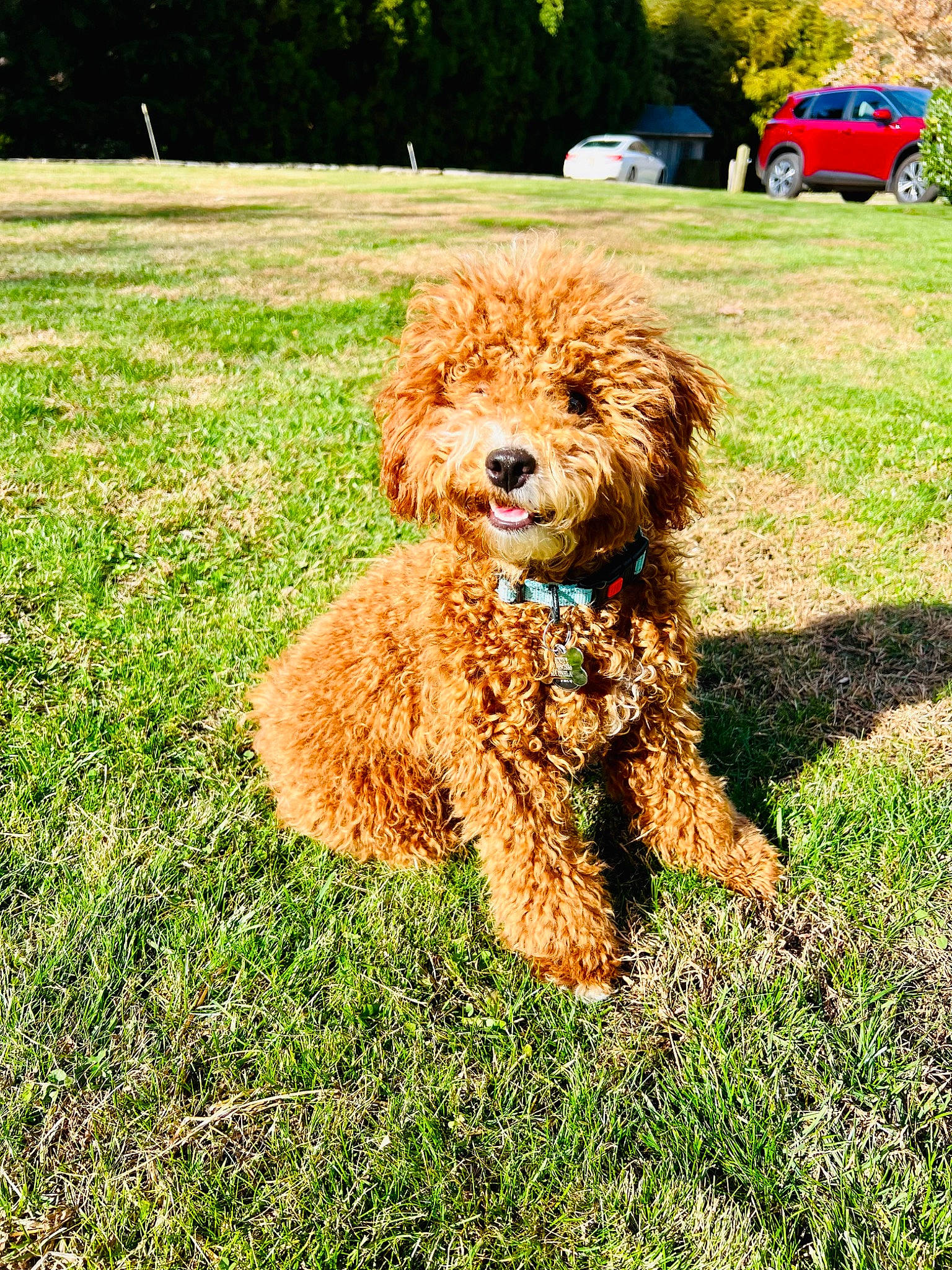 Teddy is registered to the contest to win money with this photo: canidae, car, carnivore, companion_dog, dog, dog_breed, event, glasses, grass, labradoodle, plant, poodle, soil, terrier, tire, toy_dog, tree, vehicle, water_dog, wheel