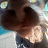 Spencer Latrell joined the competition — help win amazing prizes! cat, black_cat, animal, pet, feline, close_up, face, eyes, whiskers, nose, fur, curious, sunlight, car, car_seat, indoor, portrait, blurry, playful, inspection