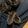 cat, black_cat, dark_fur, feline, pet, animal, face, eyes, whiskers, ears, paws, crossed_paws, portrait, closeup, indoor, lap, clothing, fabric, wooden_table, relaxed
