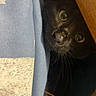 cat, black_cat, animal, pet, feline, face, eyes, whiskers, curious, wide_eyed, peeking, hiding, indoor, wooden_table, furniture, fabric, blanket, portrait, close_up, playful