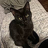 Spencer Latrell joined the competition — help win amazing prizes! black_cat, kitten, cat, green_eyes, pet, animal, sitting, bed, bedspread, bedroom, pillow, indoors, portrait, fur, whiskers, ears, looking_at_camera, cute, cozy, home