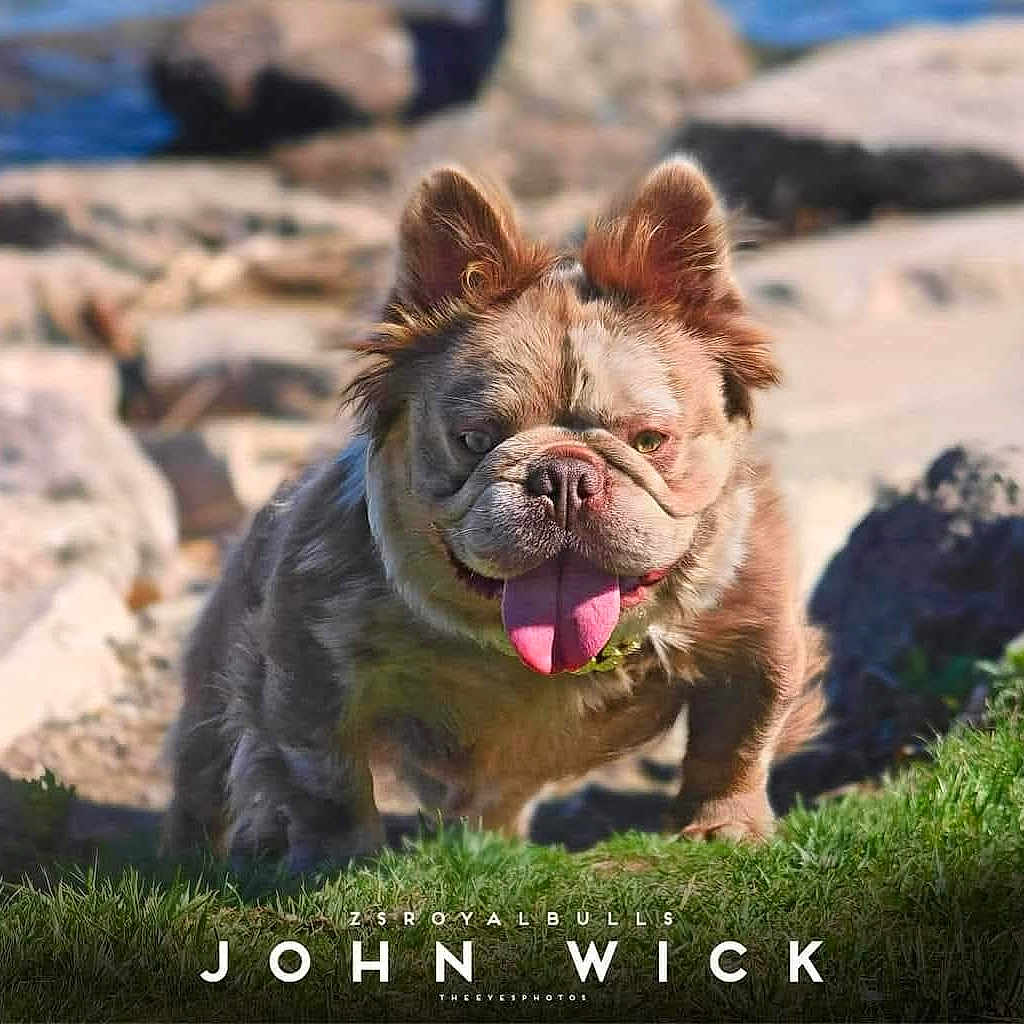 John Wick