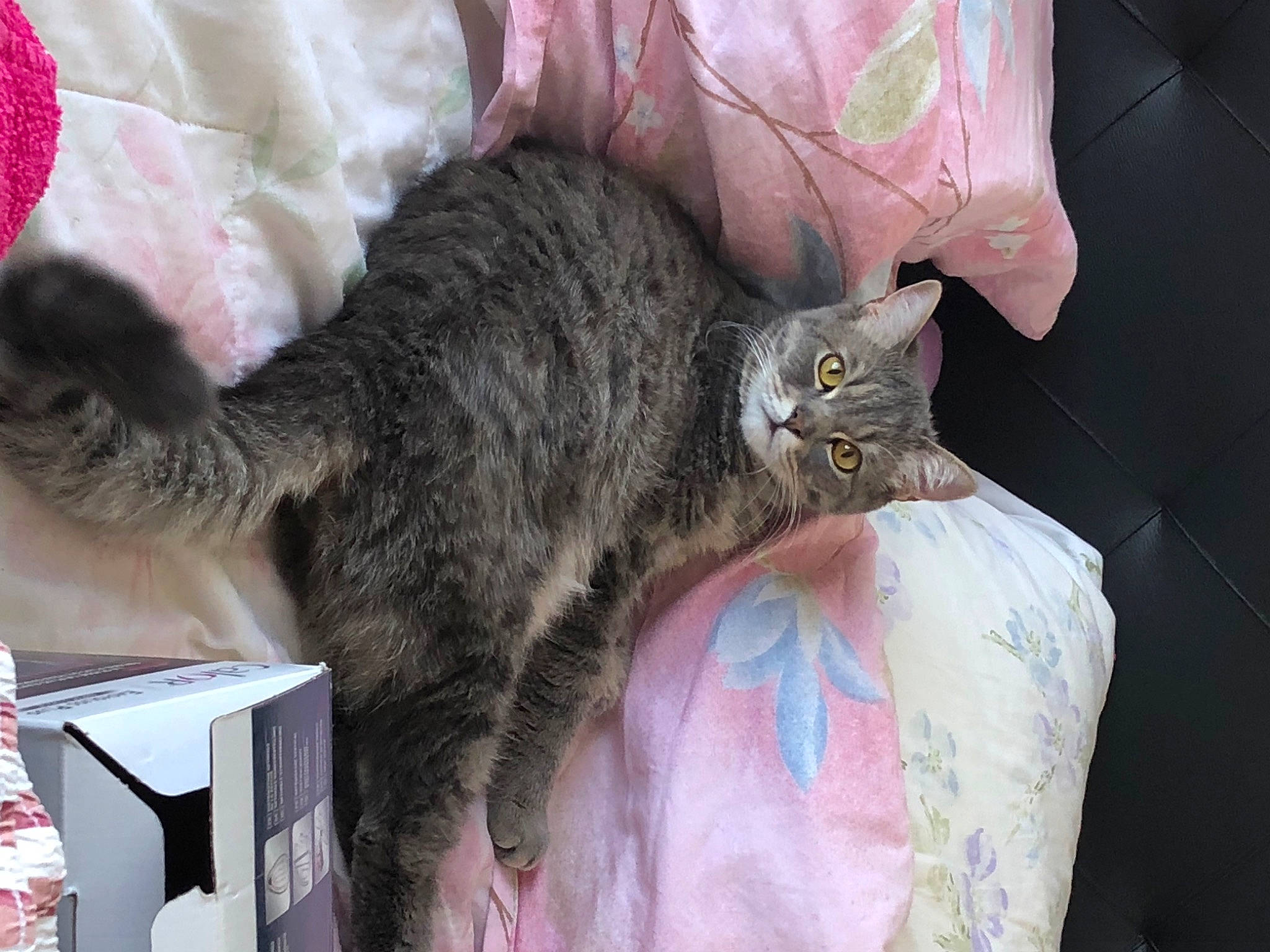 Milou participe au concours pour gagner de l'argent avec cette photo : carnivore, cat, claw, comfort, domestic_short_haired_cat, felidae, fur, grey, paw, small_to_medium_sized_cats, tail, whiskers