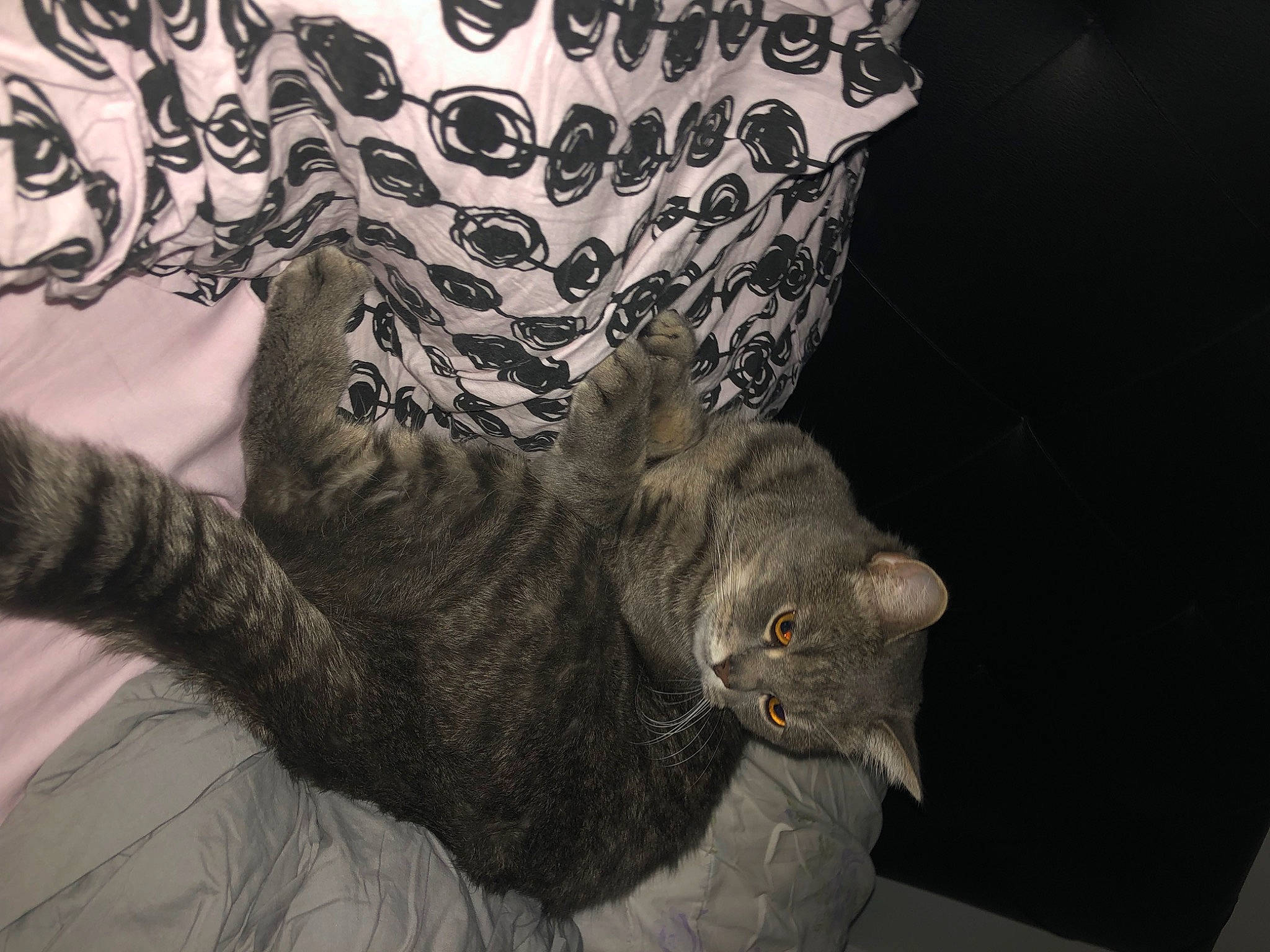 Milou a rejoint le concours — aidez-le/la à gagner de superbes lots ! art, carnivore, cat, claw, comfort, domestic_short_haired_cat, felidae, fur, gesture, grey, human_leg, monochrome_photography, pattern, paw, sleeve, small_to_medium_sized_cats, snout, tail, tree, whiskers