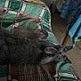Prince participe au concours pour gagner de l'argent avec cette photo : cat, gray_cat, couch, plaid_pattern, indoor, pet, relaxed, furniture, table, tablecloth, floor, animal, domestic_cat, lying_down, cozy, home, cute, resting, whiskers, ears