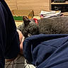 blue_pants, books, cardboard_box, cat, collar, cozy, floor, gray_cat, home, indoor, leg, living_room, pants, papers, person, relaxation, remote_control, shelf, sleeping, television