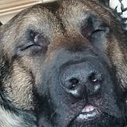 Malinois participe au concours pour gagner de l'argent avec cette photo : animal, black, brown, canine, close_up, cute, dog, ears, face, fur, indoors, muzzle, nose, peaceful, pet, portrait, relaxed, sleeping, teeth, whiskers