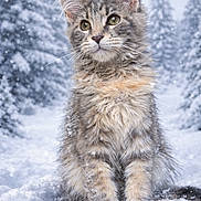 Arizona participe au concours pour gagner de l'argent avec cette photo : cat, kitten, maine_coon, furry, snow, winter, forest, trees, snowfall, outdoor, portrait, pet, whiskers, paws, fluffy_fur, cute, looking_up, close_up, sitting, cold