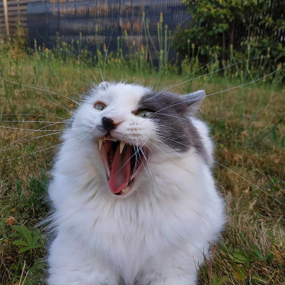 Mambo