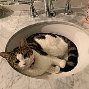 Mía is registered to the contest to win money with this photo: cat, tabby, white_fur, bathroom_sink, marble_countertop, chrome_faucet, pet, curled_up, domestic_animal, indoor, collar, pink_collar, resting, fur, cute, animal, whiskers, ears, tail, relaxing