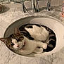 cat, tabby, white_fur, bathroom_sink, marble_countertop, chrome_faucet, pet, curled_up, domestic_animal, indoor, collar, pink_collar, resting, fur, cute, animal, whiskers, ears, tail, relaxing