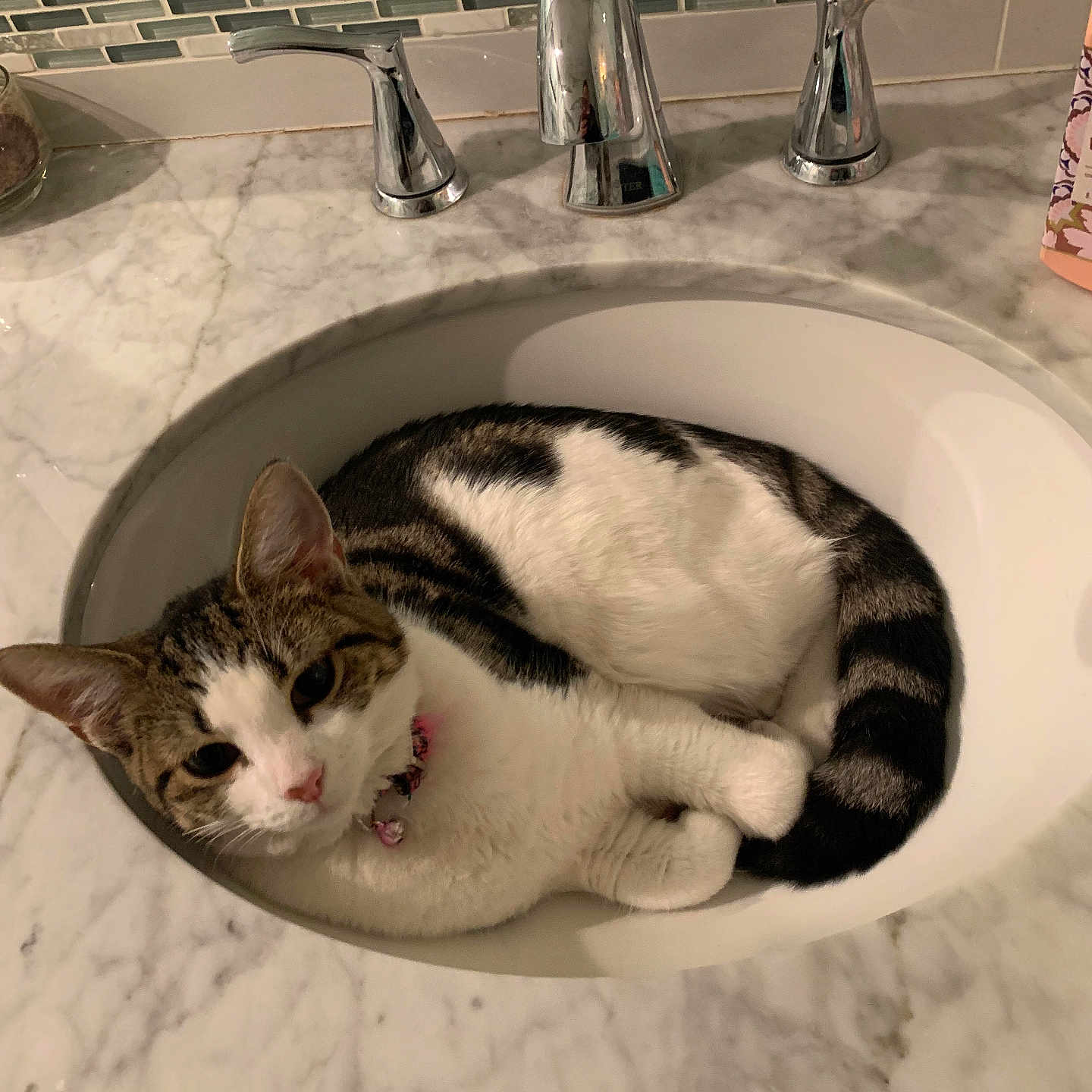 Mía is registered to the contest to win money with this photo: animal, bathroom_sink, cat, chrome_faucet, collar, curled_up, cute, domestic_animal, ears, fur, indoor, marble_countertop, pet, pink_collar, relaxing, resting, tabby, tail, whiskers, white_fur