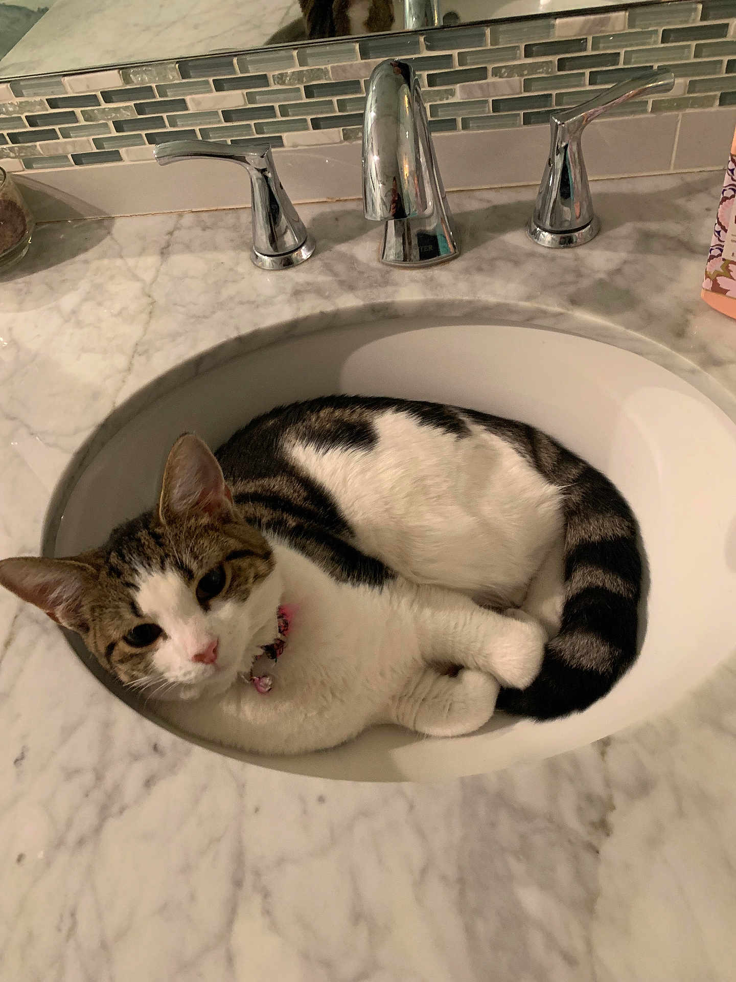 Mía is registered to the contest to win money with this photo: cat, tabby, white_fur, bathroom_sink, marble_countertop, chrome_faucet, pet, curled_up, domestic_animal, indoor, collar, pink_collar, resting, fur, cute, animal, whiskers, ears, tail, relaxing