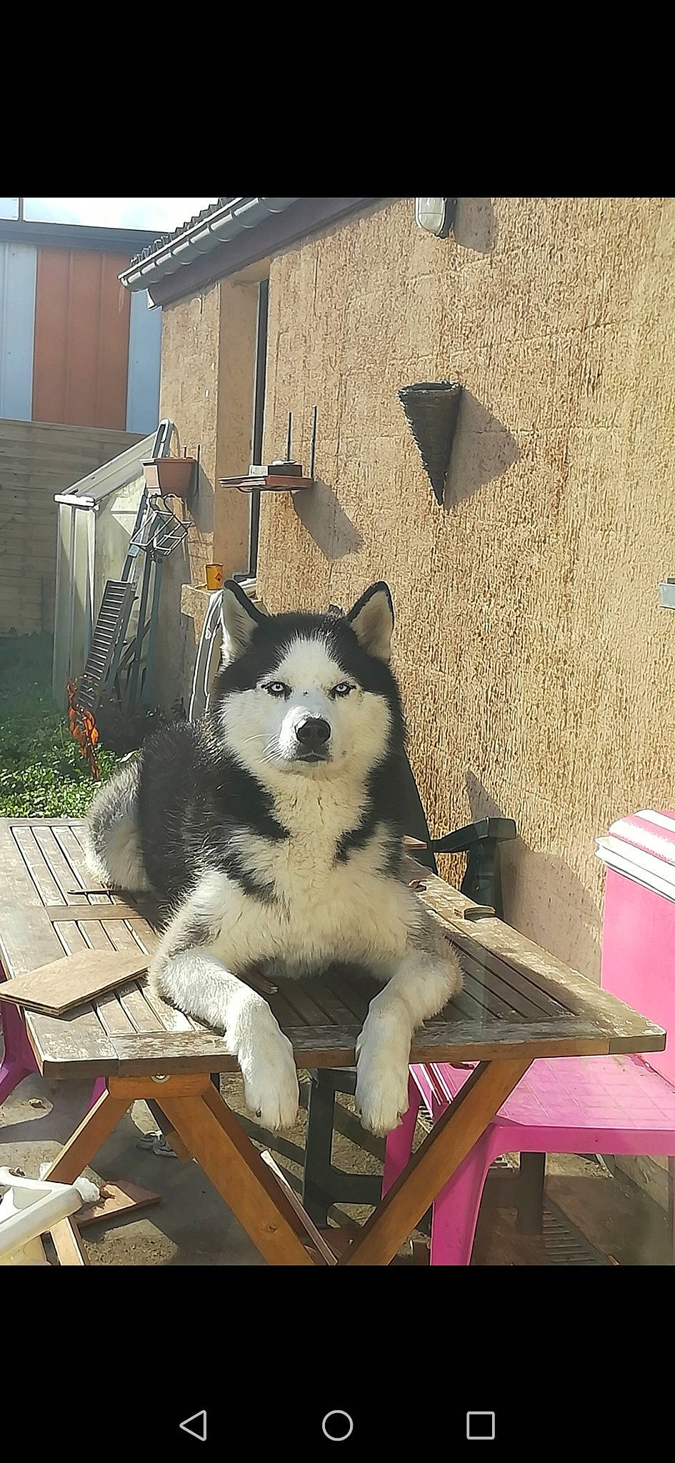 Lasko participe au concours pour gagner de l'argent avec cette photo : alaskan_klee_kai, alaskan_malamute, canidae, carnivore, dog, mammal, sakhalin_husky, siberian_husky, sled_dog, sporting_group, vertebrate