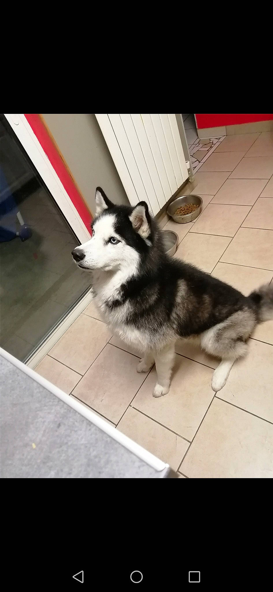 Lasko a rejoint le concours — aidez-le/la à gagner de superbes lots ! alaskan_klee_kai, alaskan_malamute, canidae, canis, carnivore, dog, dog_breed, mammal, miniature_siberian_husky, native_american_indian_dog, rare_breed_dog, sakhalin_husky, siberian_husky, sled_dog, snout, tail, tamaskan_dog, vertebrate, wolfdog, working_dog