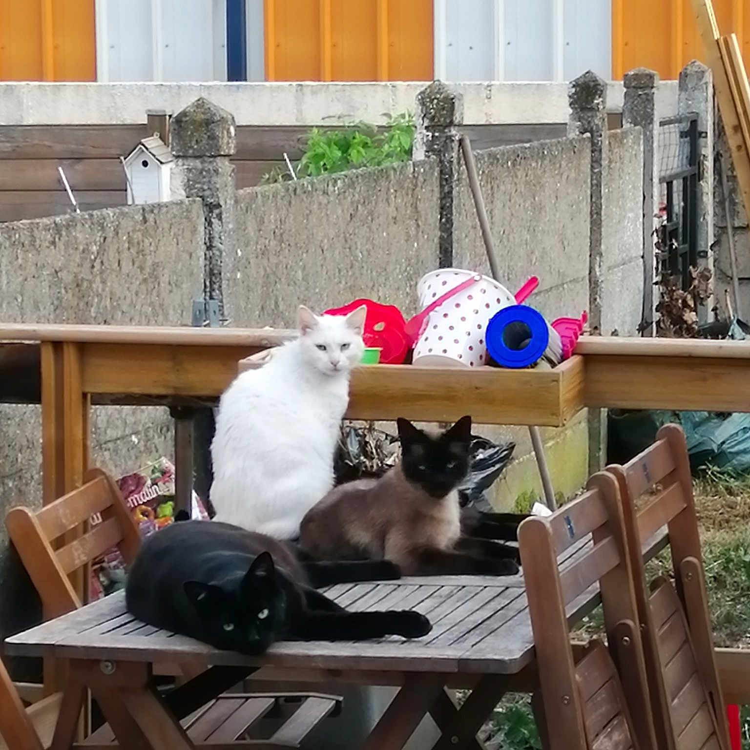 Crash. Cookie Et Diego
