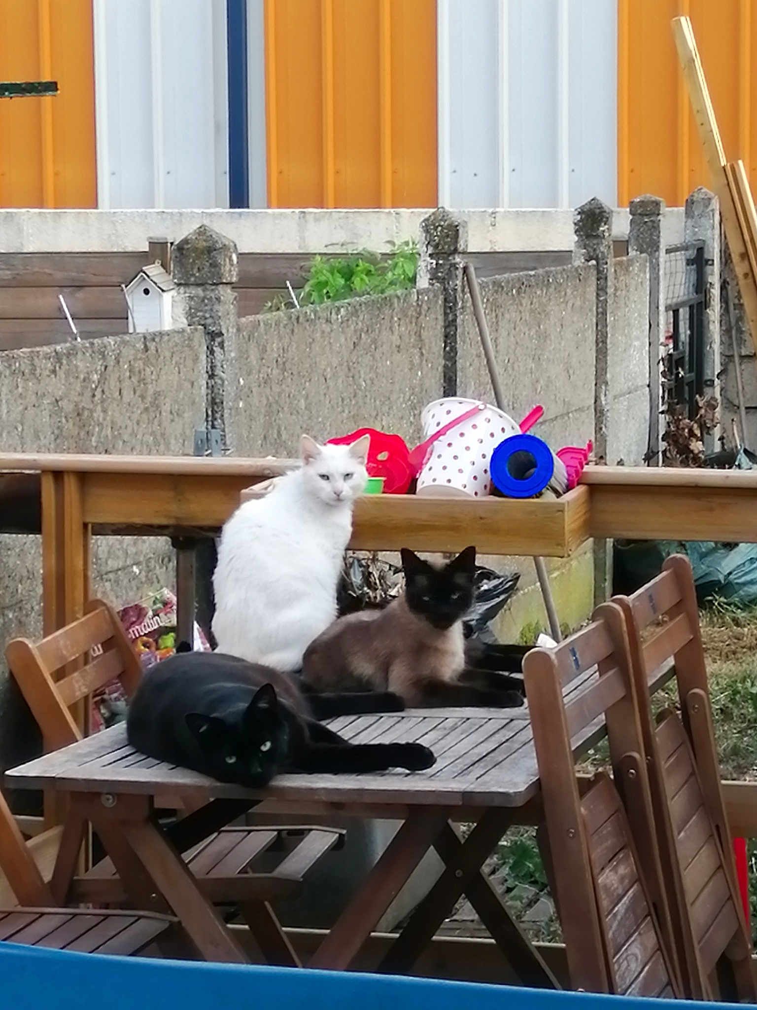 Crash. Cookie Et Diego