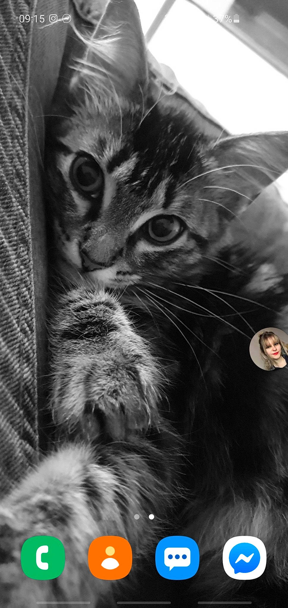 Athena participe au concours pour gagner de l'argent avec cette photo : black, black_and_white, black_cat, carnivore, cat, close_up, ear, eye, felidae, fur, kitten, monochrome, monochrome_photography, norwegian_forest_cat, photography, small_to_medium_sized_cats, snout, stock_photography, tabby_cat, whiskers