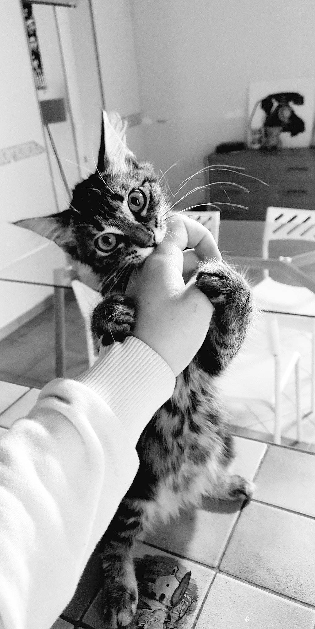 Athena participe au concours pour gagner de l'argent avec cette photo : american_shorthair, asian, black_and_white, carnivore, cat, domestic_short_haired_cat, ear, felidae, fur, gesture, hand, kitten, monochrome, monochrome_photography, photography, small_to_medium_sized_cats, snapshot, tabby_cat, whiskers, white