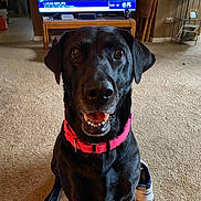 Morgan joined the competition — help win amazing prizes! dog, black_dog, pet, indoor, carpet, collar, television, furniture, room, happy, smiling, canine, shoe, wooden_table, chair, shelf, household, living_room, person_on_tv, portrait