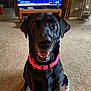 dog, black_dog, pet, indoor, carpet, collar, television, furniture, room, happy, smiling, canine, shoe, wooden_table, chair, shelf, household, living_room, person_on_tv, portrait