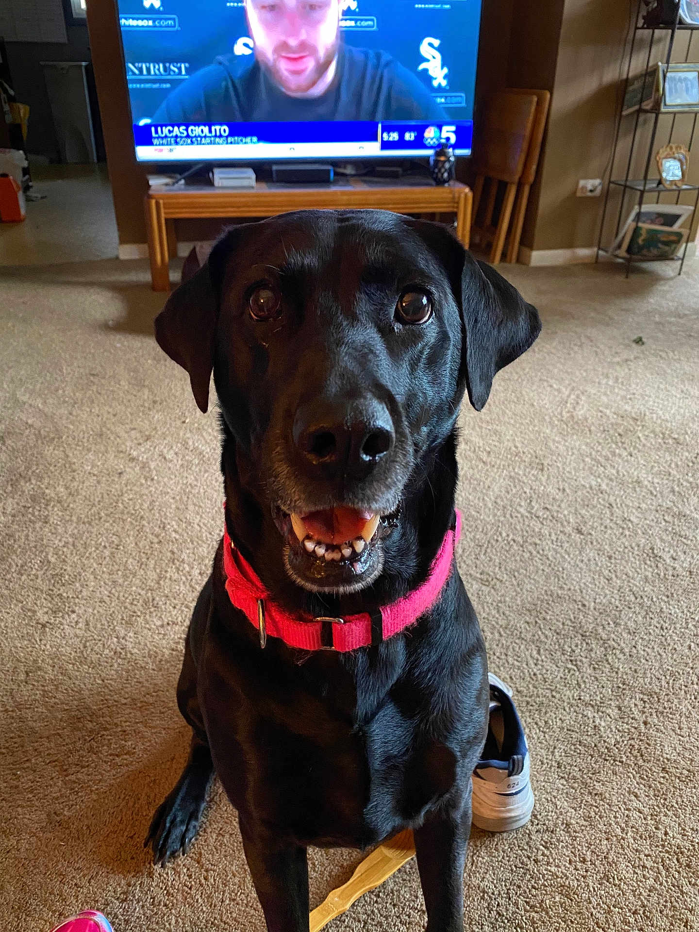 Morgan joined the competition — help win amazing prizes! dog, black_dog, pet, indoor, carpet, collar, television, furniture, room, happy, smiling, canine, shoe, wooden_table, chair, shelf, household, living_room, person_on_tv, portrait