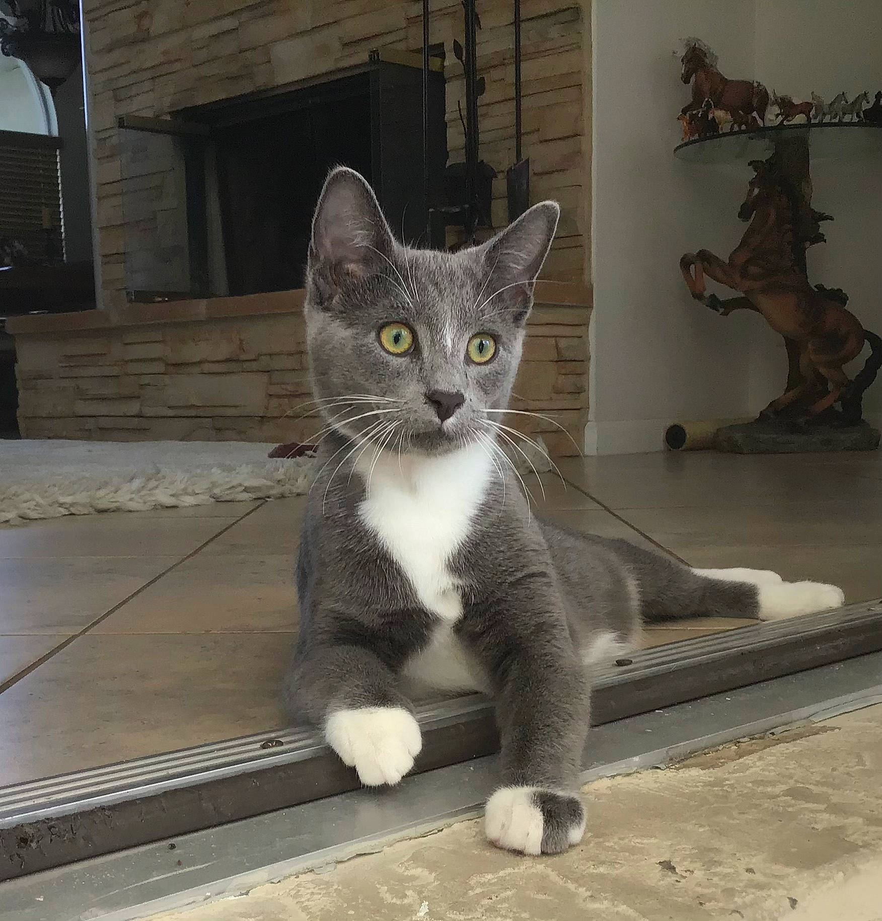 Raven is registered to the contest to win money with this photo: art, carnivore, cat, claw, domestic_short_haired_cat, felidae, flooring, fur, grey, metal, paw, photo_caption, sitting, small_to_medium_sized_cats, tail, terrestrial_animal, vertebrate, water, whiskers, wood