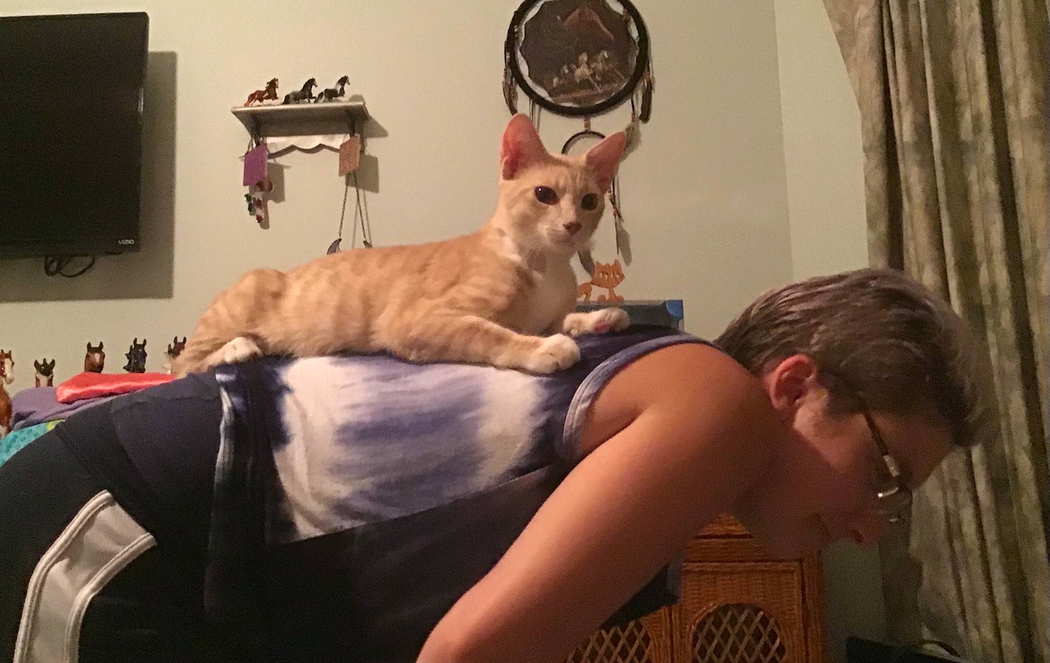 Ichabod Igor is registered to the contest to win money with this photo: bed, canidae, carnivore, cat, comfort, companion_dog, computer_monitor, curtain, domestic_short_haired_cat, fawn, felidae, fur, human_leg, lap, room, sitting, small_to_medium_sized_cats, tail, television, whiskers