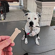 Angus joined the competition — help win amazing prizes! dog, pet, porch, bone_treat, leash, hand, waiting, black_and_white, floor, outdoor, person, sock, shorts, fence, swing, pillars, tree, house, collar, curious