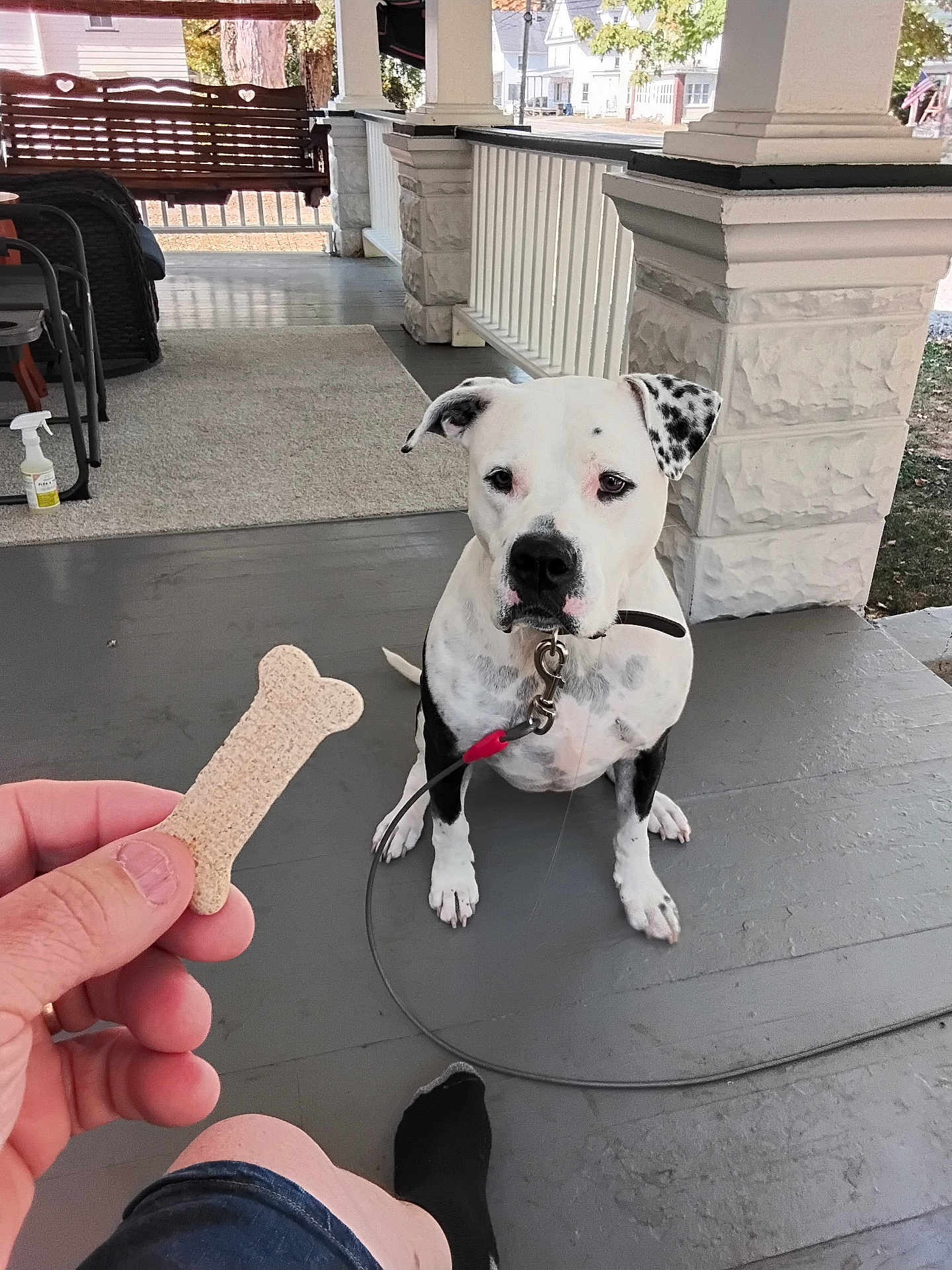 Angus joined the competition — help win amazing prizes! dog, pet, porch, bone_treat, leash, hand, waiting, black_and_white, floor, outdoor, person, sock, shorts, fence, swing, pillars, tree, house, collar, curious