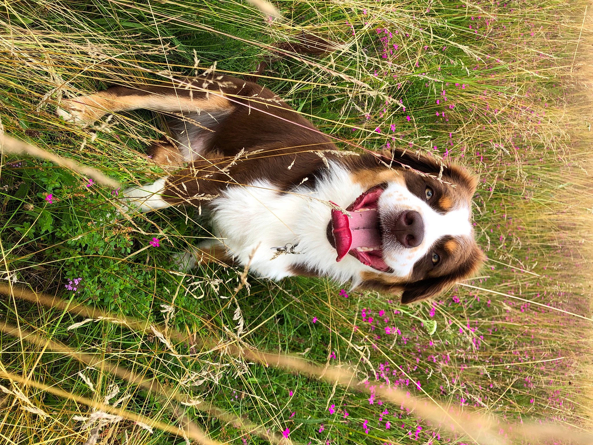 Packo participe au concours pour gagner de l'argent avec cette photo : ball, canidae, carnivore, collar, companion_dog, dog, dog_breed, fawn, felidae, football, grass, leash, plant, snout, soccer, soccer_ball, sporting_group, terrestrial_animal, whiskers, working_animal