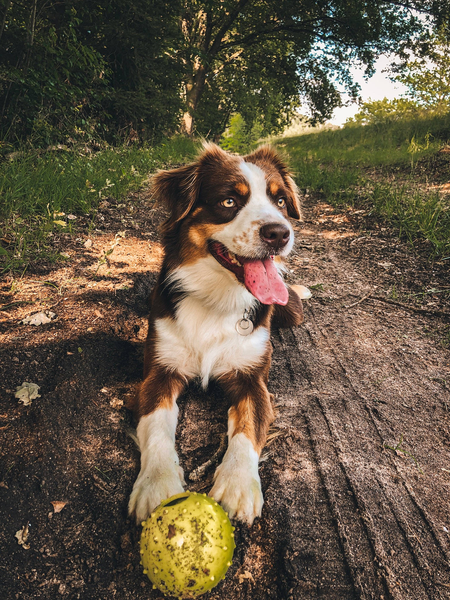 Packo a rejoint le concours — aidez-le/la à gagner de superbes lots ! ball, canidae, carnivore, companion_dog, dog, dog_breed, fawn, grass, herding_dog, plant, recreation, snout, soil, sporting_group, tail, tree, walking, whiskers, working_animal, working_dog