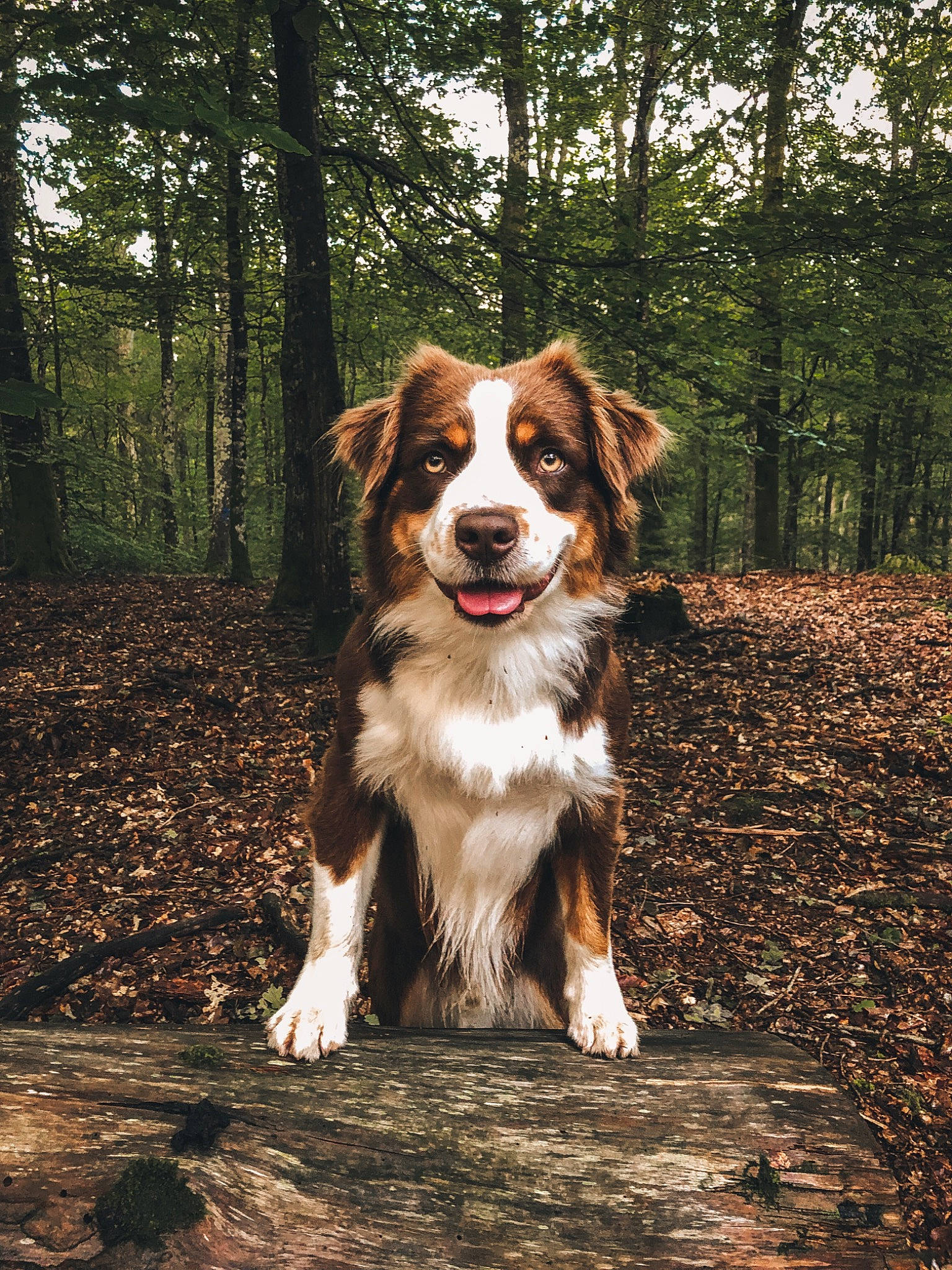Packo a rejoint le concours — aidez-le/la à gagner de superbes lots ! ball, carnivore, companion_dog, dog, dog_breed, fawn, forest, grass, gun_dog, natural_landscape, plant, snout, sporting_group, tail, terrestrial_animal, tree, trunk, wood, woodland, working_dog
