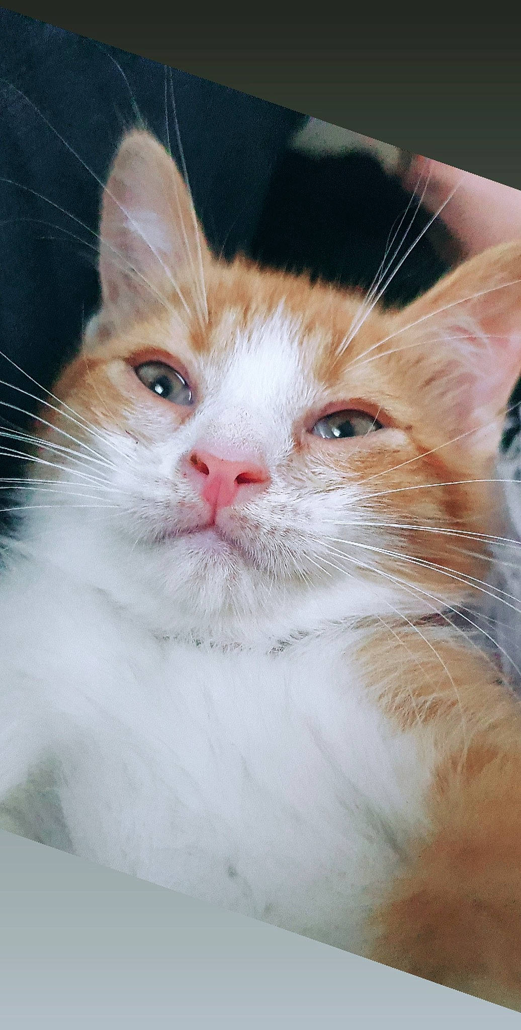 Denver participe au concours pour gagner de l'argent avec cette photo : aegean_cat, american_wirehair, carnivore, cat, close_up, domestic_short_haired_cat, european_shorthair, eye, fawn, felidae, fur, kitten, mammal, nose, small_to_medium_sized_cats, snout, turkish_angora, turkish_van, vertebrate, whiskers