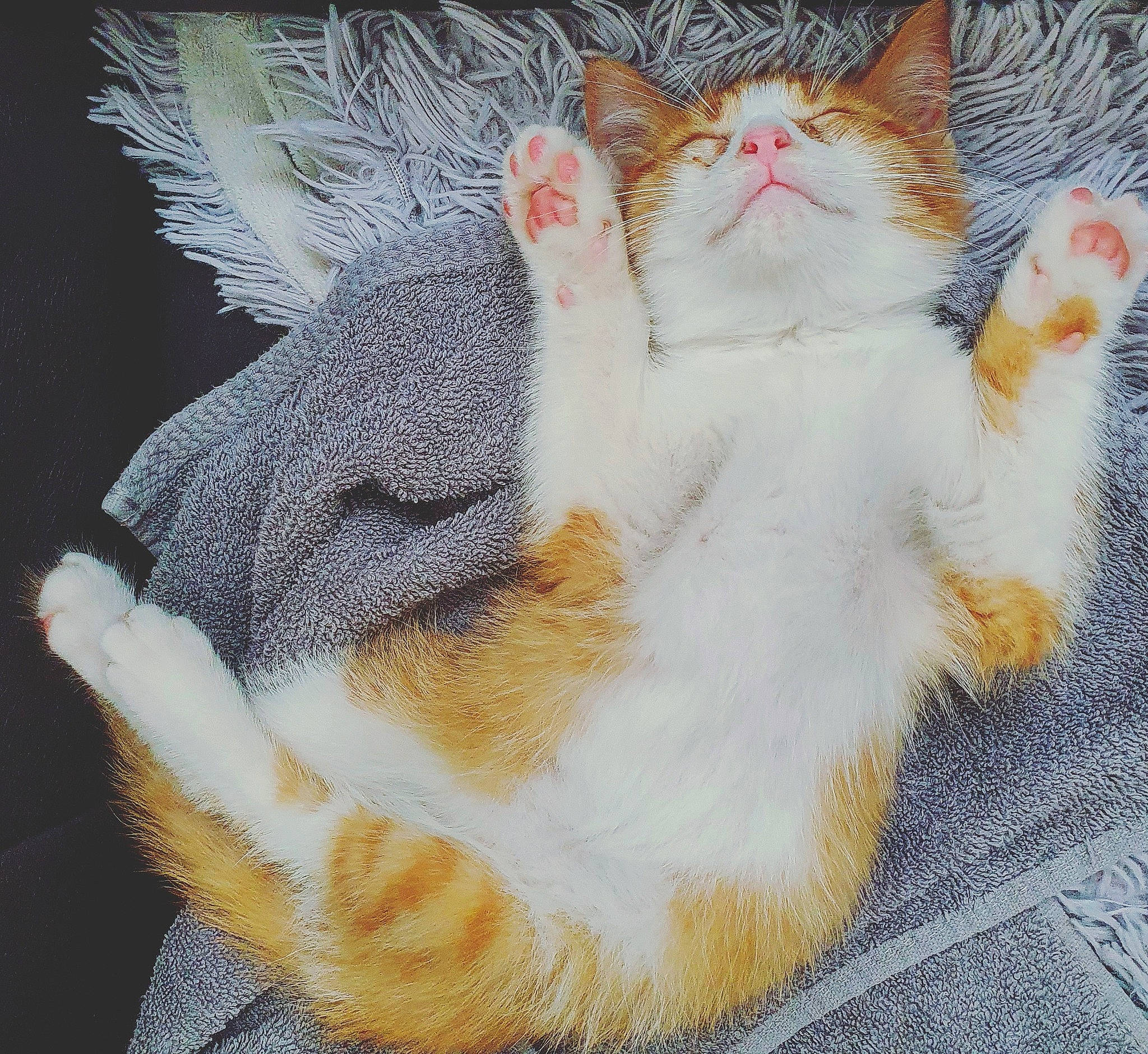 Denver participe au concours pour gagner de l'argent avec cette photo : aegean_cat, american_wirehair, asian, carnivore, cat, claw, european_shorthair, fawn, felidae, fur, german_rex, japanese_bobtail, kitten, paw, polydactyl_cat, small_to_medium_sized_cats, tabby_cat, tail, turkish_van, whiskers