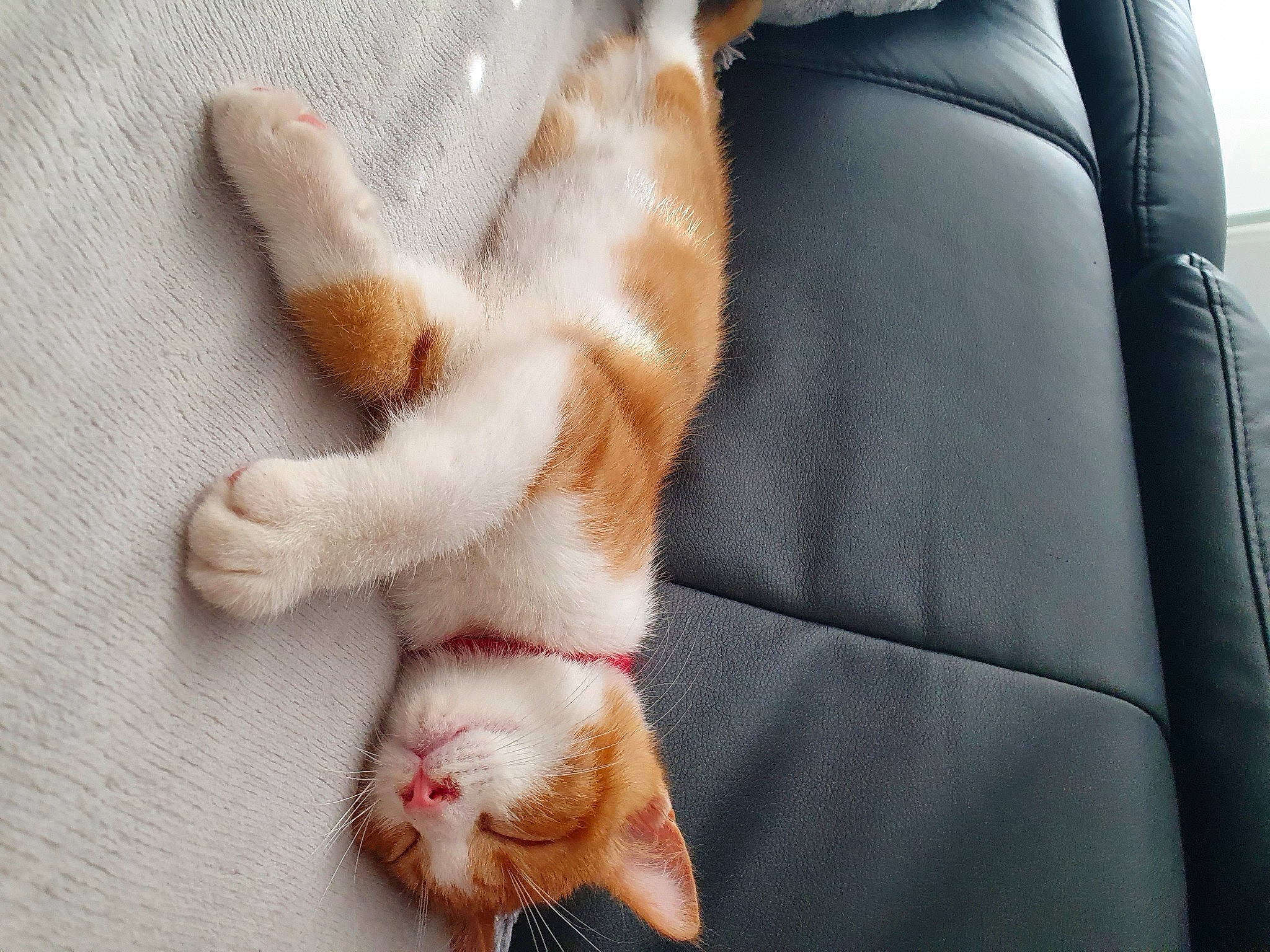 Denver participe au concours pour gagner de l'argent avec cette photo : aegean_cat, carnivore, cat, claw, fawn, felidae, foot, fur, hand, kitten, leg, nap, paw, polydactyl_cat, small_to_medium_sized_cats, tail, whiskers