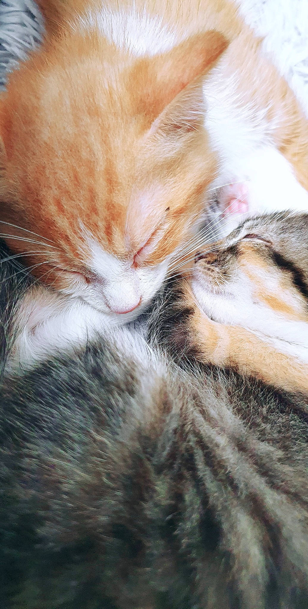 Denver a rejoint le concours — aidez-le/la à gagner de superbes lots ! aegean_cat, carnivore, cat, close_up, domestic_short_haired_cat, ear, european_shorthair, fawn, felidae, fur, kitten, nap, nose, paw, sleep, small_to_medium_sized_cats, snout, tabby_cat, whiskers