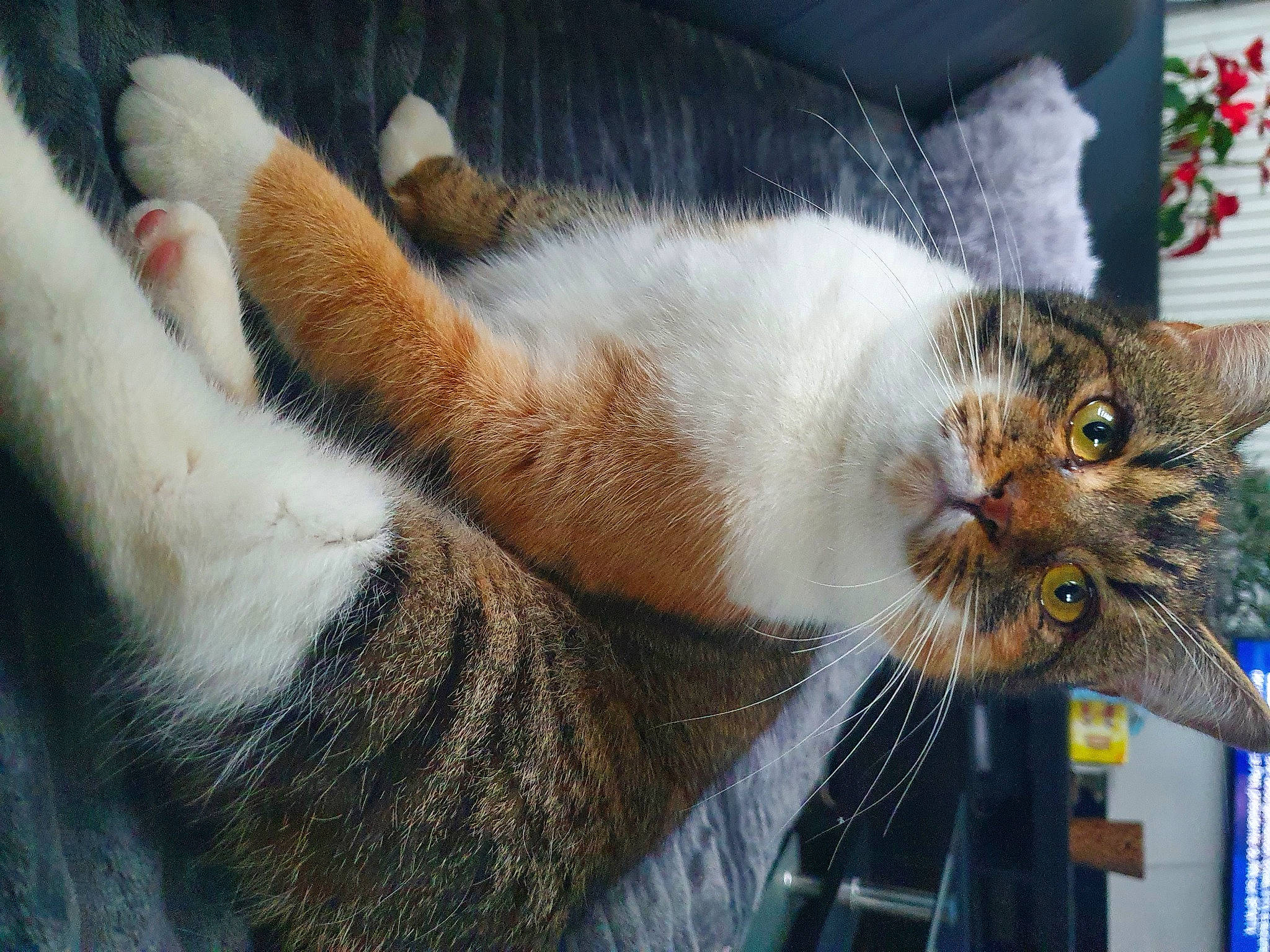 Nubie participe au concours pour gagner de l'argent avec cette photo : carnivore, cat, cat_supply, claw, comfort, domestic_short_haired_cat, fawn, felidae, fur, grass, paw, plant, small_to_medium_sized_cats, snout, tail, tree, vertebrate, whiskers, wildlife, window