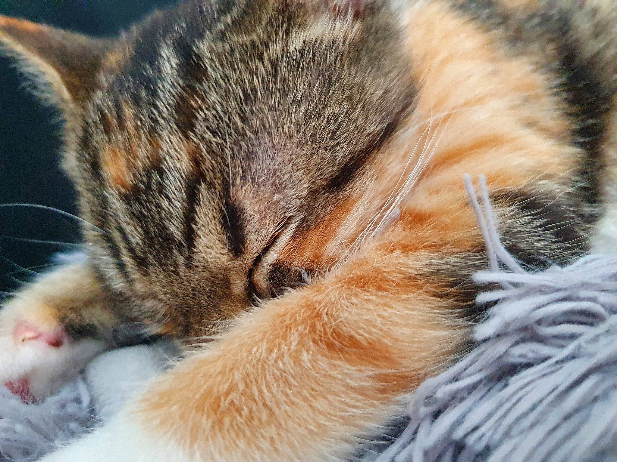 Nubie a rejoint le concours — aidez-le/la à gagner de superbes lots ! carnivore, cat, claw, close_up, domestic_short_haired_cat, european_shorthair, eye, felidae, fur, kitten, nap, nose, paw, polydactyl_cat, sky, sleep, small_to_medium_sized_cats, snout, tabby_cat, whiskers