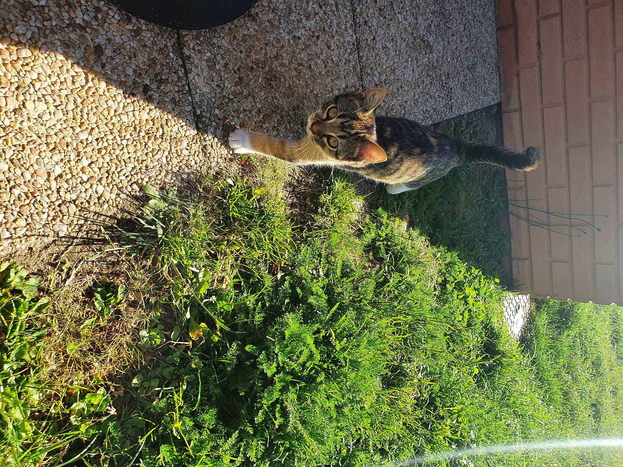 Nubie participe au concours pour gagner de l'argent avec cette photo : carnivore, cat, european_shorthair, felidae, grass, grass_family, herb, plant, small_to_medium_sized_cats, tabby_cat, tail