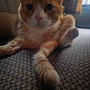 Duke is registered to the contest to win money with this photo: cat, ginger_cat, white_cat, pet, indoor, close_up, paw, fur, whiskers, relaxed, animal, mammal, window_light, carpet, pattern, home, cute, feline, stretching, cozy