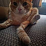 cat, ginger_cat, white_cat, pet, indoor, close_up, paw, fur, whiskers, relaxed, animal, mammal, window_light, carpet, pattern, home, cute, feline, stretching, cozy