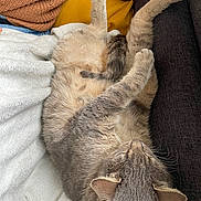 Dartagnant participe au concours pour gagner de l'argent avec cette photo : cat, feline, pet, sleeping, cozy, blanket, cushion, fur, relaxed, indoor, resting, whiskers, paw, ears, soft, home, comfort, animal, cute, nap