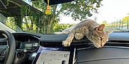 Dartagnant a rejoint le concours — aidez-le/la à gagner de superbes lots ! cat, dashboard, car_interior, touchscreen, modern_car, greenery, tree, sunlight, relaxed_cat, window, technology, vehicle, pet, animal, leaves, nature, daytime, resting, feline, front_seat