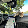 cat, dashboard, car_interior, touchscreen, modern_car, greenery, tree, sunlight, relaxed_cat, window, technology, vehicle, pet, animal, leaves, nature, daytime, resting, feline, front_seat