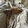 Dartagnant participe au concours pour gagner de l'argent avec cette photo : cat, sleeping, bed, gray, tabby, indoor, furniture, blanket, cozy, relaxing, fur, paw, rest, comfort, soft, home, window, desk, cord, quiet